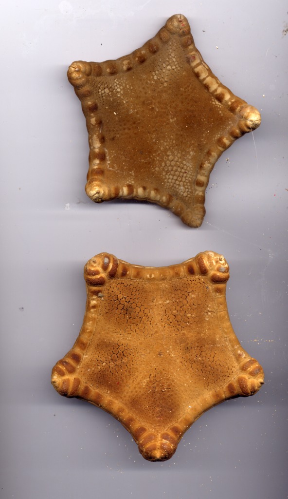 Peltaster placenta (Mller-Troschel, 1842) - esemplare morto